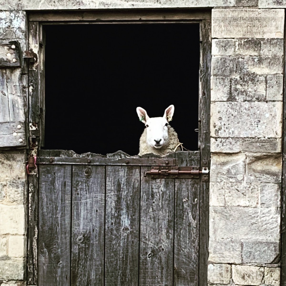 BroganCranfield's tweet photo. Managed to capture this one peeping over the stable door this morning! 🐑 #scotchhalfbred #lambing2019 #farm365 #FarmLife #sheepfarming https://t.co/esKOSnFZvF