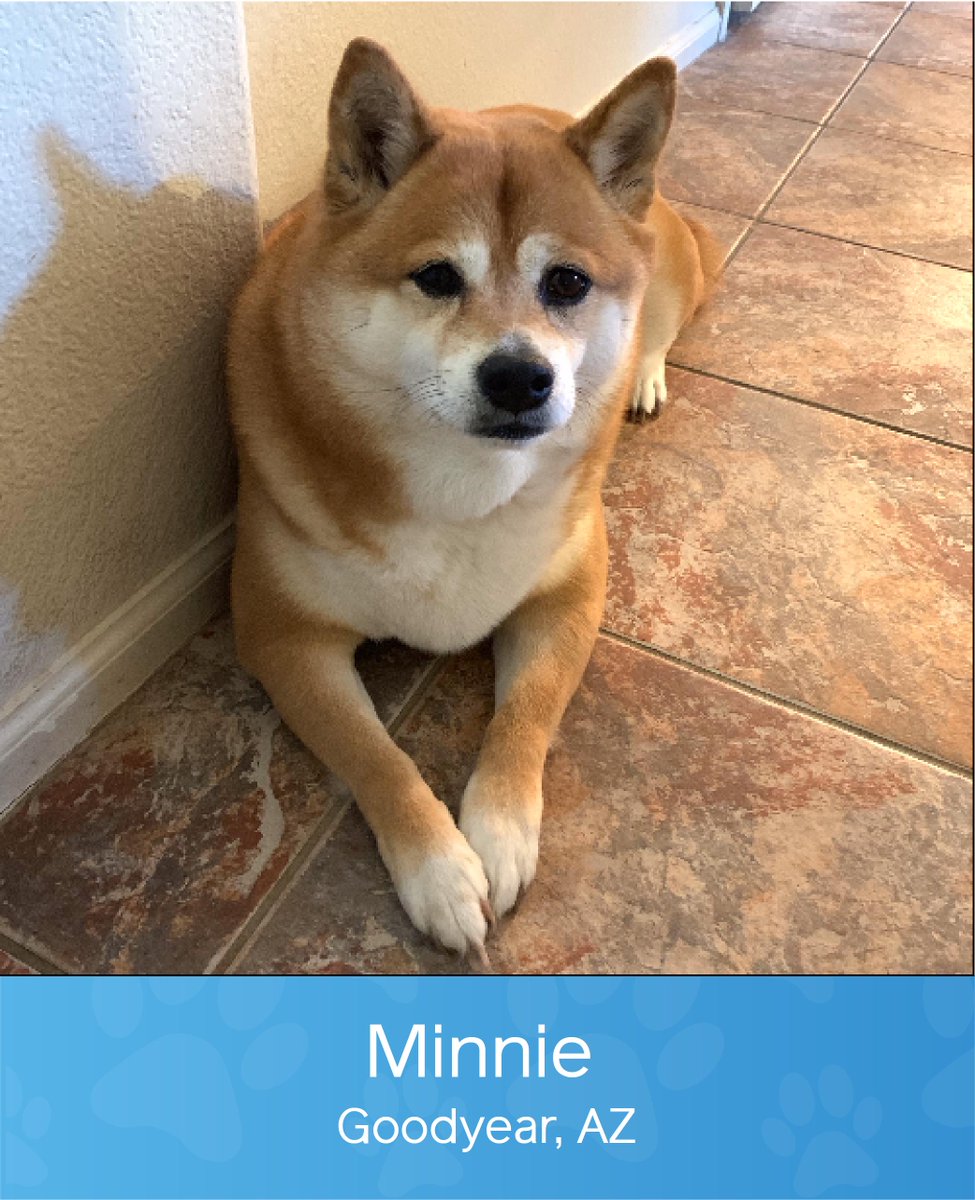 Getyourpet At Getyourpet Twitter