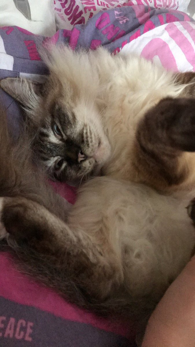 emiliemeziani's tweet photo. Parce que c’est les meilleurs❤️🐱 #InstagramVSFaceTime https://t.co/ITbnitX23Y