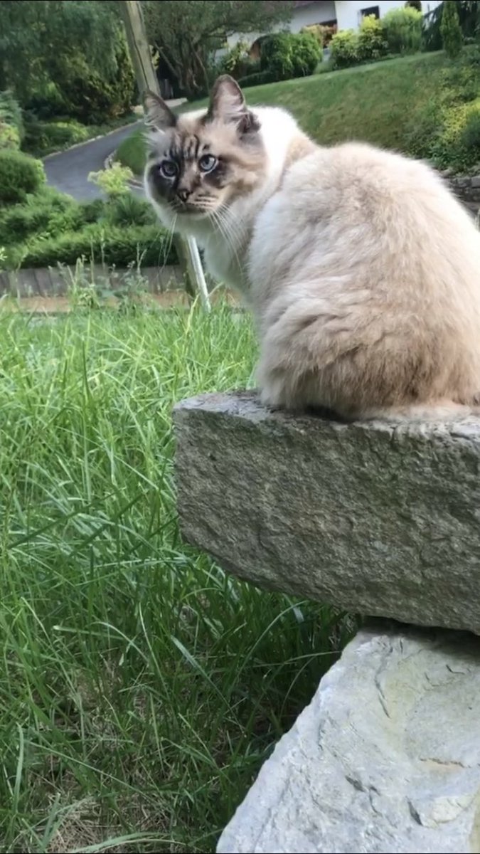 emiliemeziani's tweet photo. Parce que c’est les meilleurs❤️🐱 #InstagramVSFaceTime https://t.co/ITbnitX23Y
