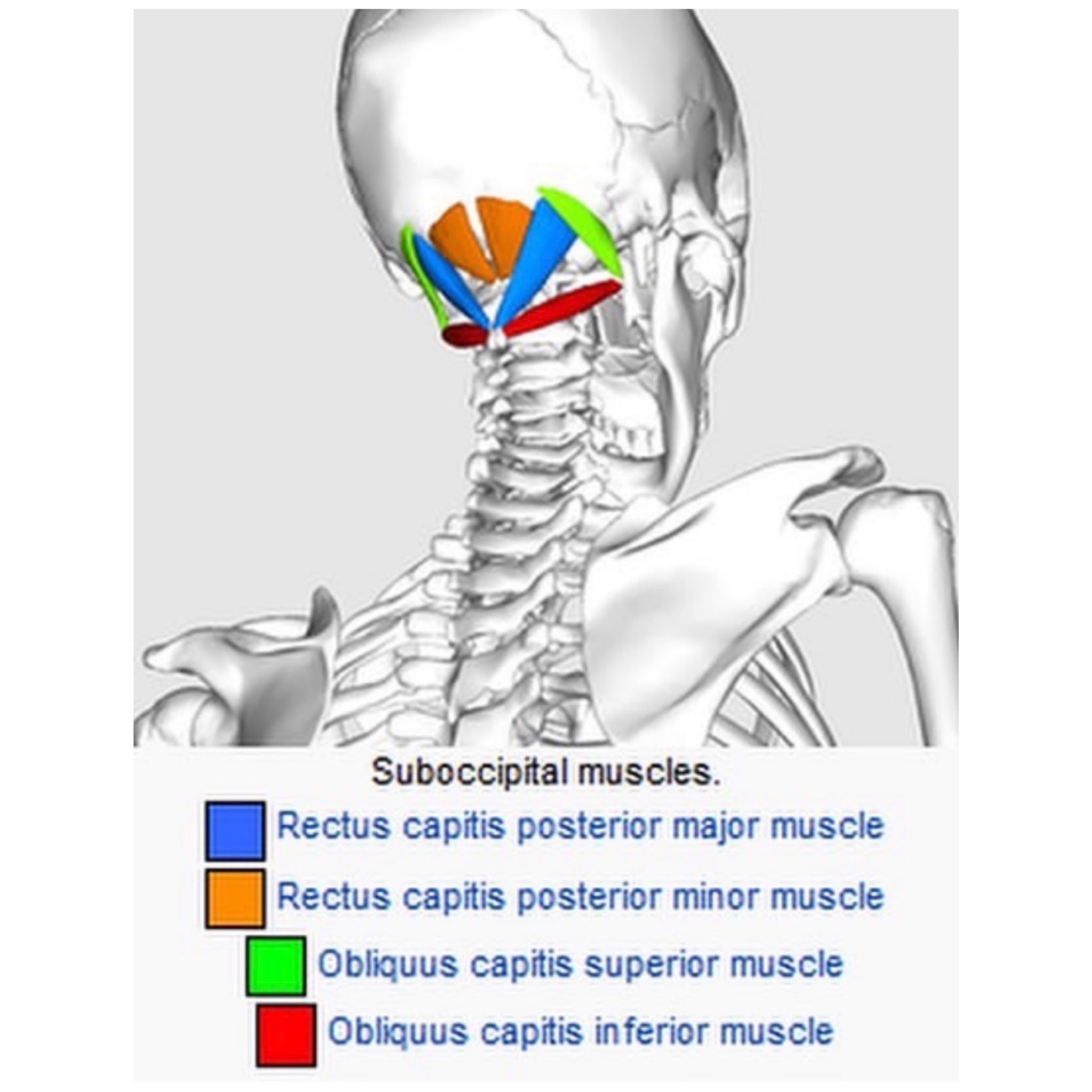 Sports Physiotheray on Twitter "NECK PAIN OR HEADACHES? SUBOCCIPITAL MUSCLES AND OAA COMPLEX