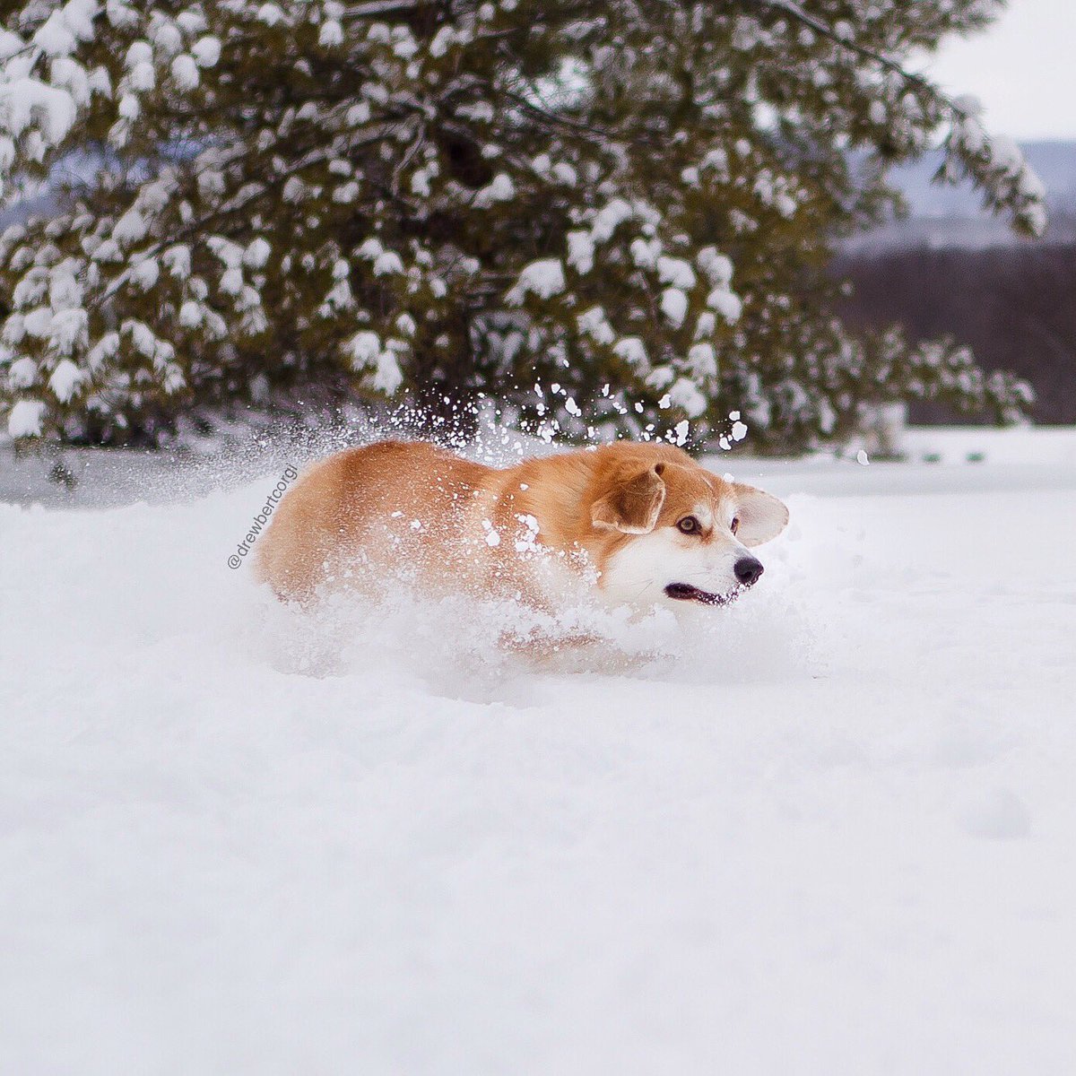 drewbertcorgi's tweet photo. There’s snow place like home.
#Drewbert #Snowbert https://t.co/UIlhWlt8p2