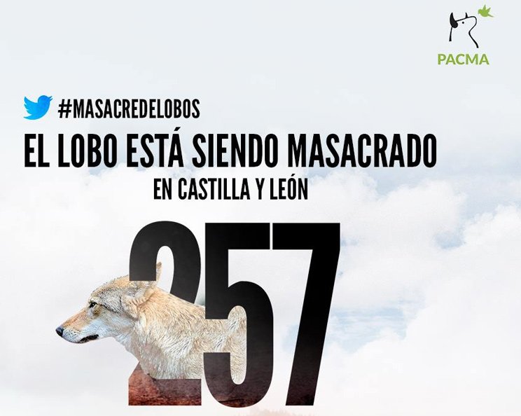 ManuElGalgo's tweet photo. Que @PartidoPACMA quiera un cara a cara con @vox_es para hablar de caza... 
No se si será para hablar de caza menor (llaman tórtola a una perdiz) 
De caza mayor ( llama cabra montés a un carnero americano de las rocosas, o del lobo ibérico (foto de un coyote)... https://t.co/m5DahK5KCr