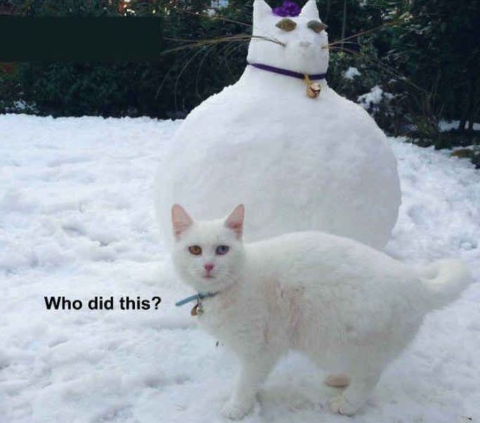 Looking for something to do this weekend? You could:
1. Build a snow cat!
2. Read to our pets here at the shelter form 12- 4 pm (earn an IditaREAD slip)
3. Do something nice for someone
#snowcat #allthesnow #bekind