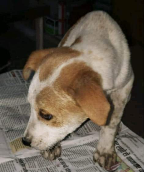 This little one 🐾🐩🐕 had an injury on his back. He was picked from #VasantVihar and was taken by our volunteers to SPCA Noida for treatment .
#HelpDogs , #FeedDogs , #SaveDogs
If you see a 🔶injured animal🔶 ☎️09999099423