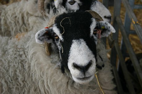 BritishVets tweet media