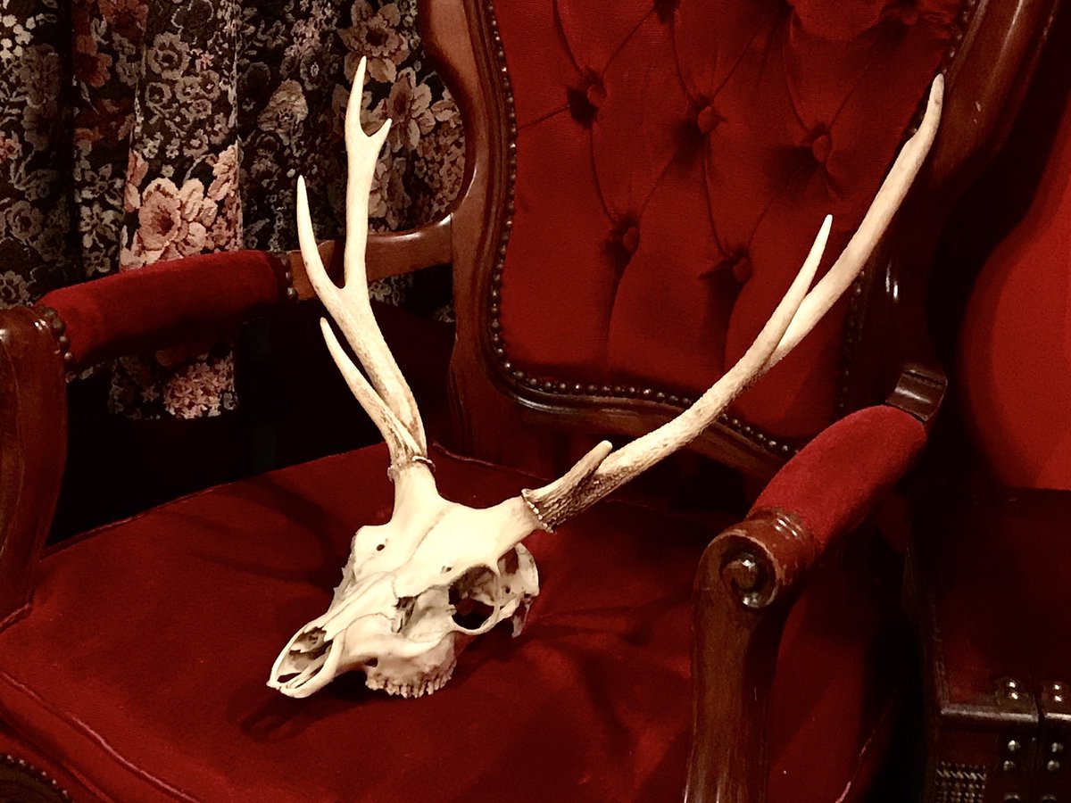 鈴目 على تويتر 最後 これが1番もって帰るの大変だった掘り出し物 頭蓋骨 多分鹿 でかい すっっごい重たい 歯がグラグラしてる カッコいい 人生に必要