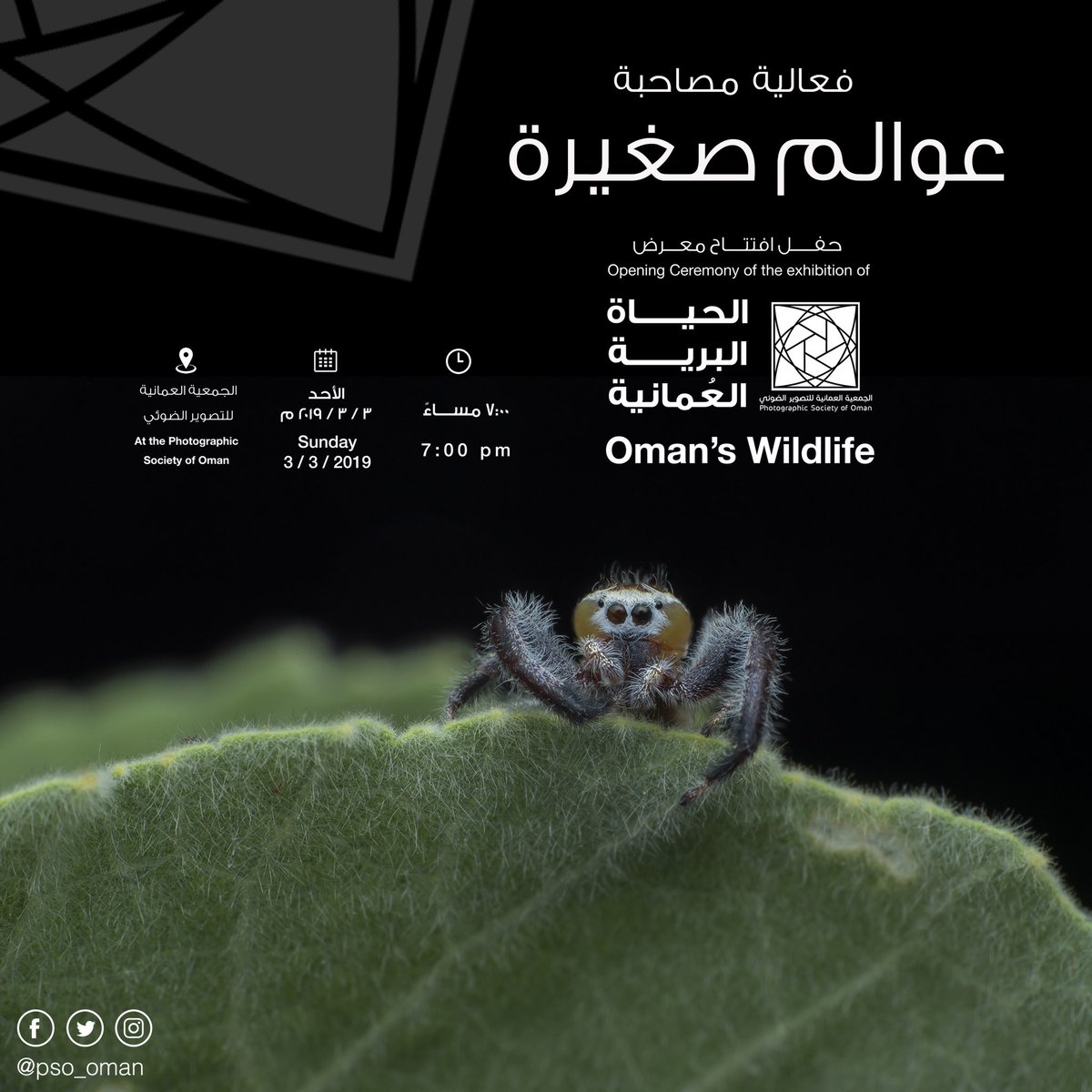 Image result for ‫افتتاح معرض الحياة البرية العُمانية في جمعية التصوير بالسيب‬‎