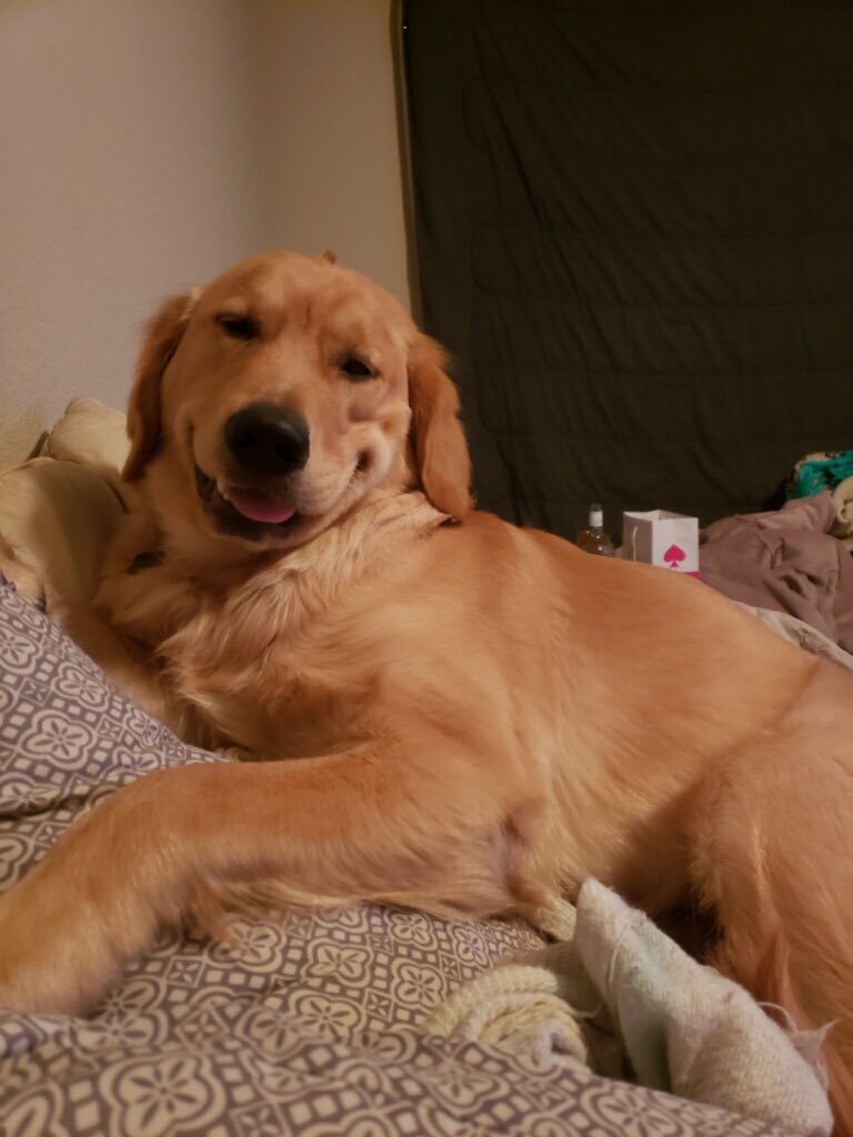 keltron289's tweet photo. @kaitlynbristowe You can take him 😂 https://t.co/HTpiWQZLbR
