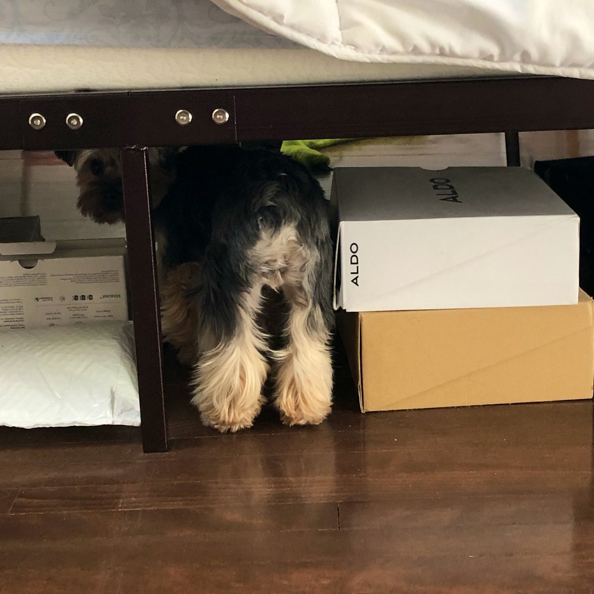 It’s #Saturdaymorning and Ruby says hi 👋🏻 🙃😑