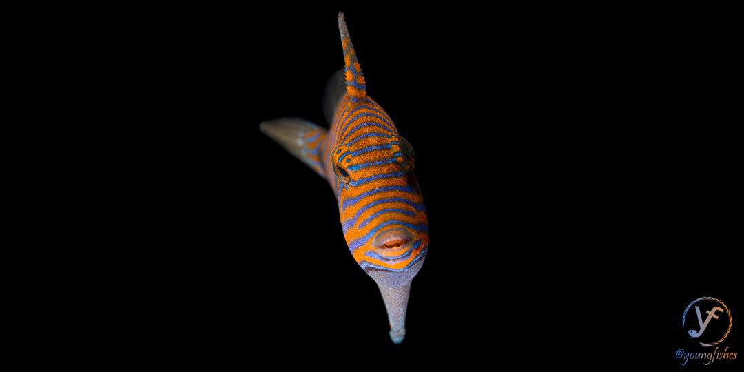 youngfishes's tweet photo. Juvenile Orange-lined triggerfish (Balistapus undulatus).  ISO100, f8, 1/200, ext. strobes. SL 5 cm. #coralreef #coralreeffish #fish #fishsci #nature #naturephotography #macrophotography #underwater https://t.co/X4AXDllLKk