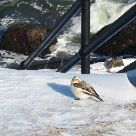 MassCZM's tweet photo. Sick of being “cooped up”? Try some #Birdwatching on the #MACoast this weekend. https://t.co/bLrpE2Cx7x #SnowBunting https://t.co/qnkOeAfpGm