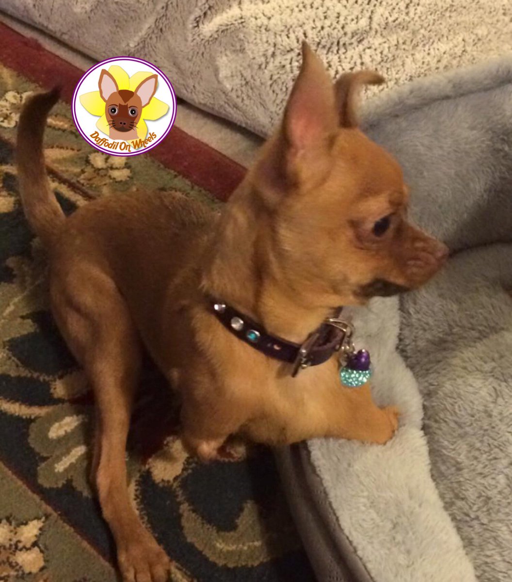 DaffodilsWheels's tweet photo. Little me three years ago!! Showing off my profile and my nubs!😈
#DaffodilOnWheels #twoleggeddog #nubs #nublove #whatdisability https://t.co/uFnJ4tiJY2