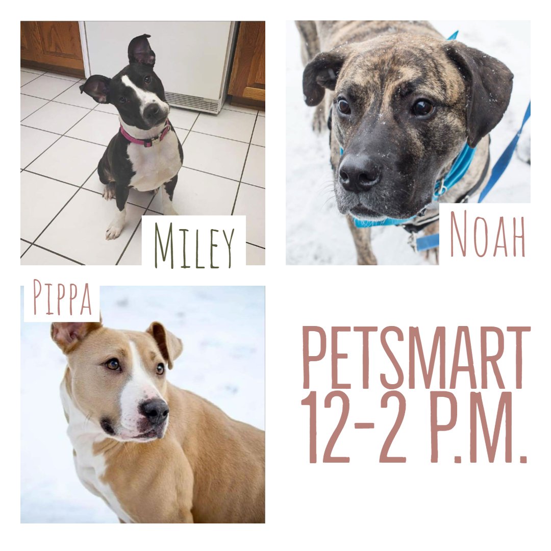 rescueofhope's tweet photo. Come meet these cuties today from noon to 2 p.m. at the @Petsmart in Grandville, MI! #HeartsofHopeDogRescue #AdoptDontShop #DogsforAdoption #SavingLives #Foster https://t.co/pjtfN20bLD https://t.co/ohZiNXjpWH