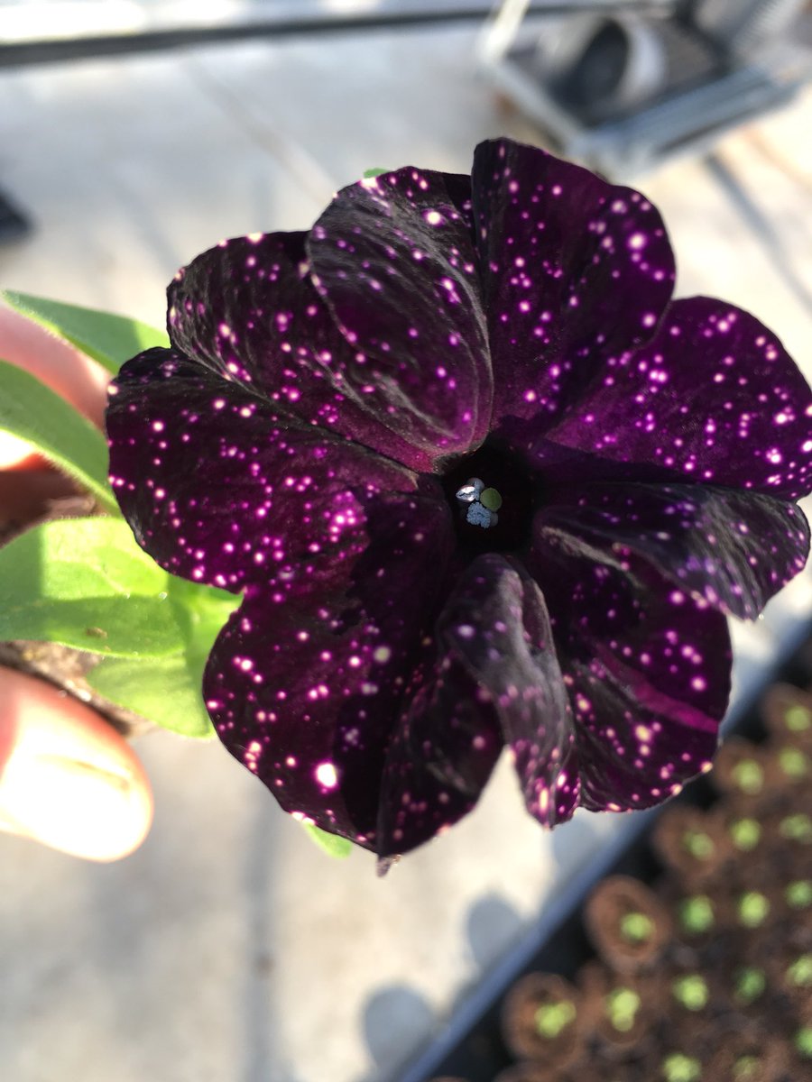 Bloeiers's tweet image. Wat vinden jullie van deze #proef #petunia? Bij  #bloeiers