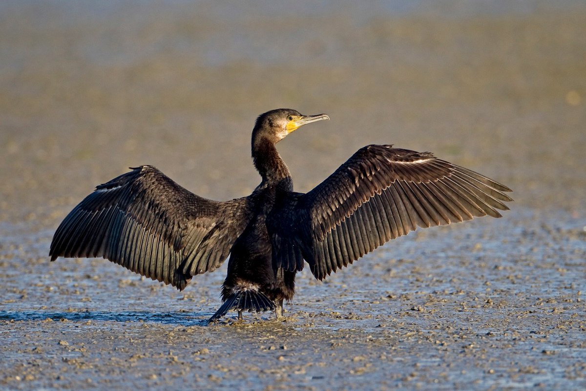 BirdLifeLU's tweet image. #VogelderWoche: Mit seinen zum Trocknen ausgebreiteten Flügeln fällt der #Kormoran sofort auf. Der europäische Bestand des zuvor als Schädling verfolgten Fischfressers hat sich aufgrund von #Schutzmassnahmen stark erholt. Gleichzeitig dehnte er sein Areal Richtung Süden aus.