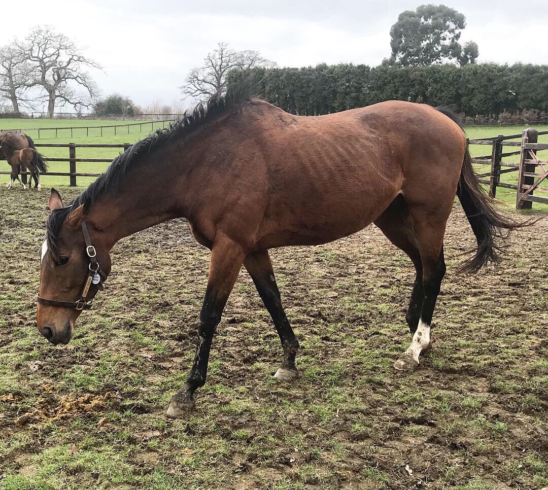 EmmaDee77's tweet photo. Feel very lucky to have spent some time with gorgeous mares and foals at @Tweenhills this afternoon. Incredible! #studfarm #simpleverse https://t.co/Xo83o9Uo6v