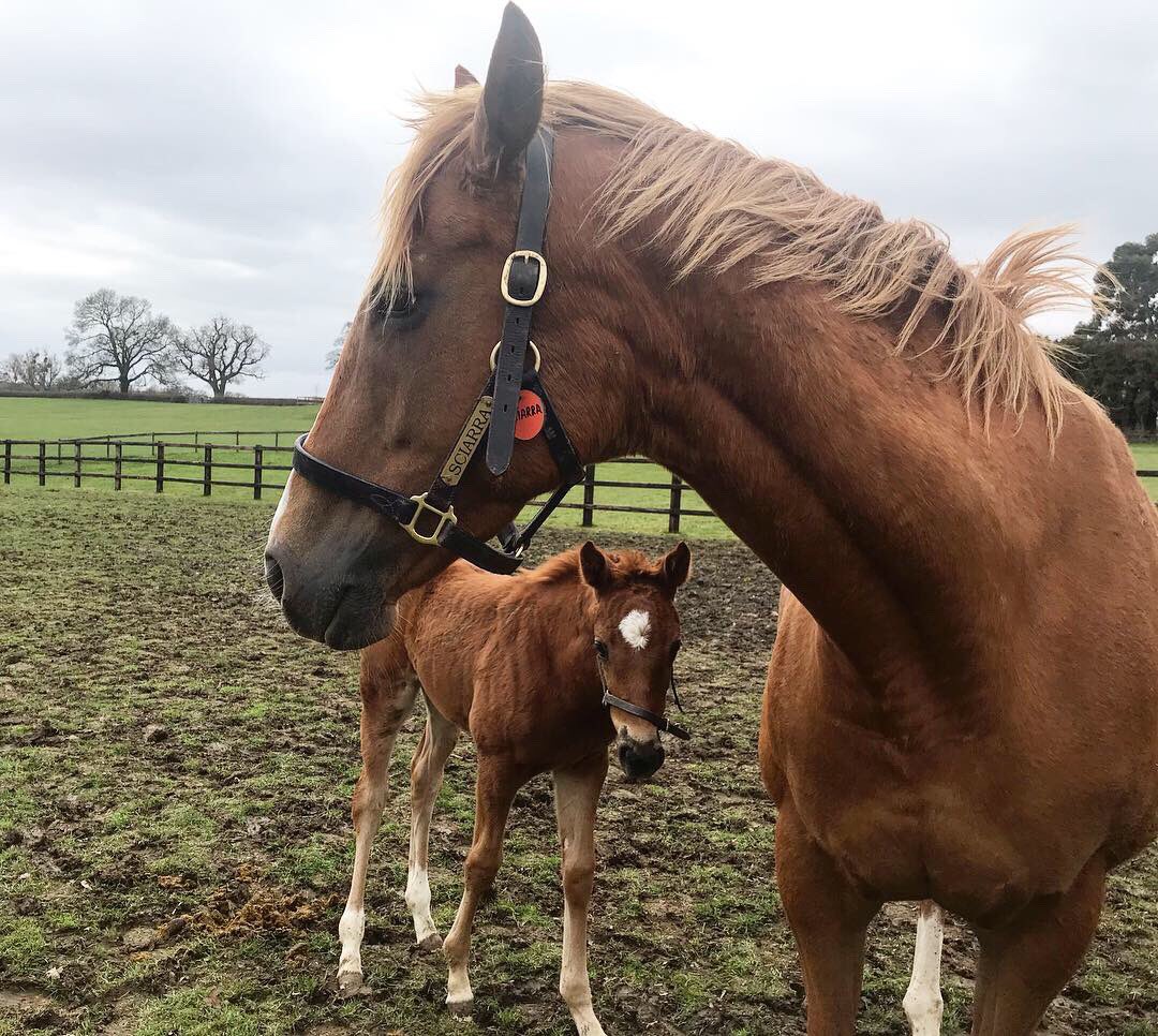 EmmaDee77's tweet photo. Feel very lucky to have spent some time with gorgeous mares and foals at @Tweenhills this afternoon. Incredible! #studfarm #simpleverse https://t.co/Xo83o9Uo6v