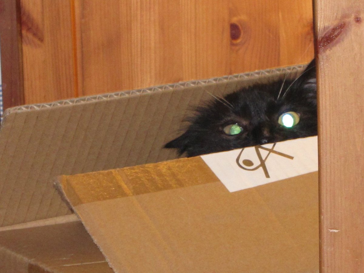 TheFelinePov's tweet photo. Kitten in a box! #Arwen #crazycat https://t.co/tNxaLuipyO