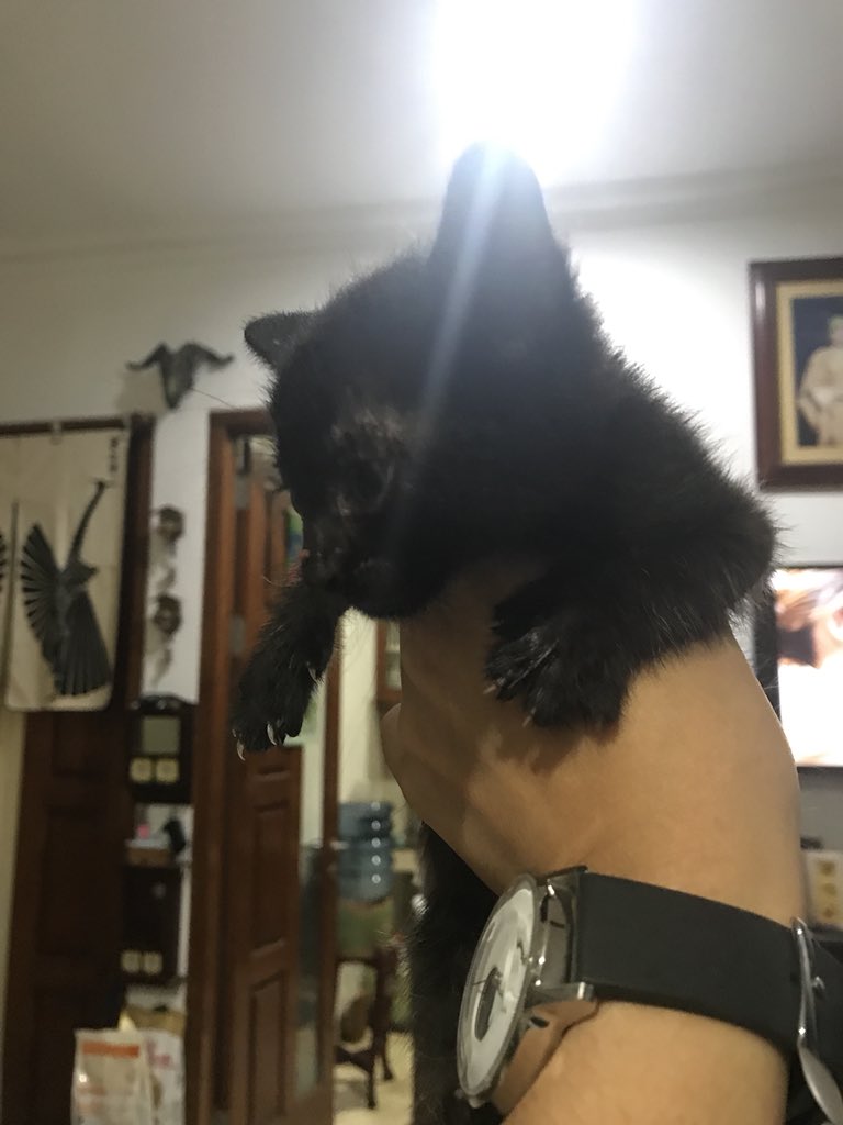 wirastucil's tweet photo. Need help @HibahKucing. Open for adoption. Kucing full black 2 bulan. Lokasi di rawamangun jakarta timur. Ga bisa adopsi karena sudah ada 3 kucing :( https://t.co/PospH2n6e0