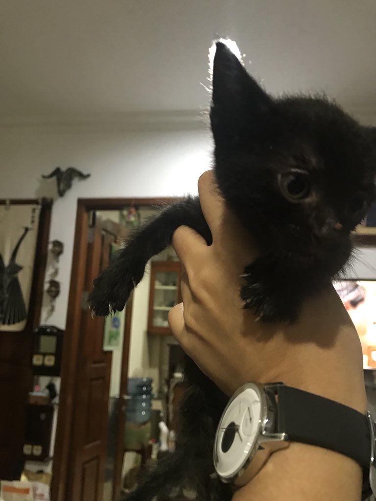 wirastucil's tweet photo. Need help @HibahKucing. Open for adoption. Kucing full black 2 bulan. Lokasi di rawamangun jakarta timur. Ga bisa adopsi karena sudah ada 3 kucing :( https://t.co/PospH2n6e0