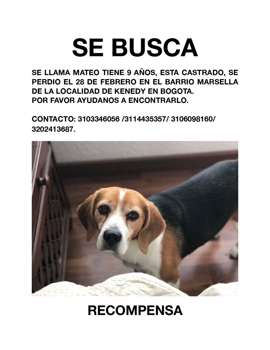 lepirito's tweet photo. AYUDANOS A ENCONTRAR A MATEO, TIENE 9 AÑOS, ESTA CASTRADO Y SE PERDIO EN El Barrio MARSELLA DE LA LOCALIDAD DE KENEDY, CUALQUIER INFORMACION LLAMAR AL: 310 3346056 / 3114435357 / 3106098160 O 3202413687. RECOMPENSA. POR FAVOR COMPARTIR ESTA PUBLICACION. https://t.co/Y5UE6BR8J7