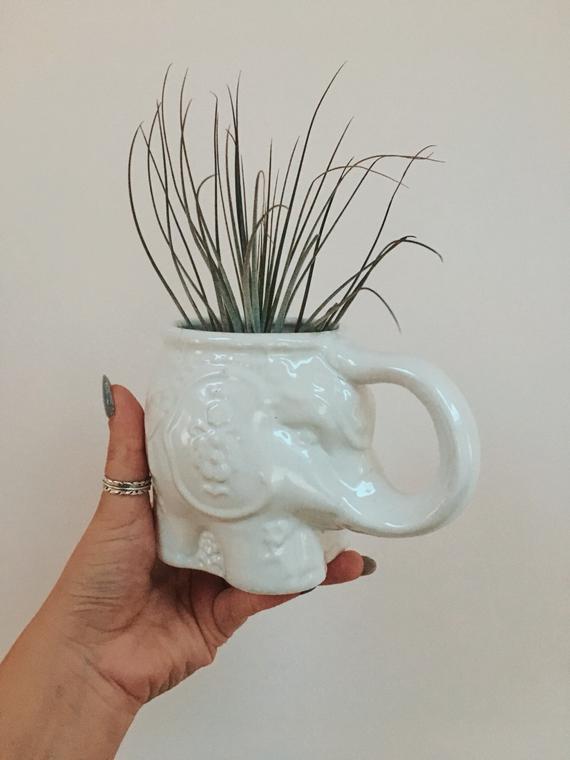 DevinSanta's tweet image. Elephant Air Plant Decor #WallHanging #Dorm 
$24.00
➤ goo.gl/5YR7UG