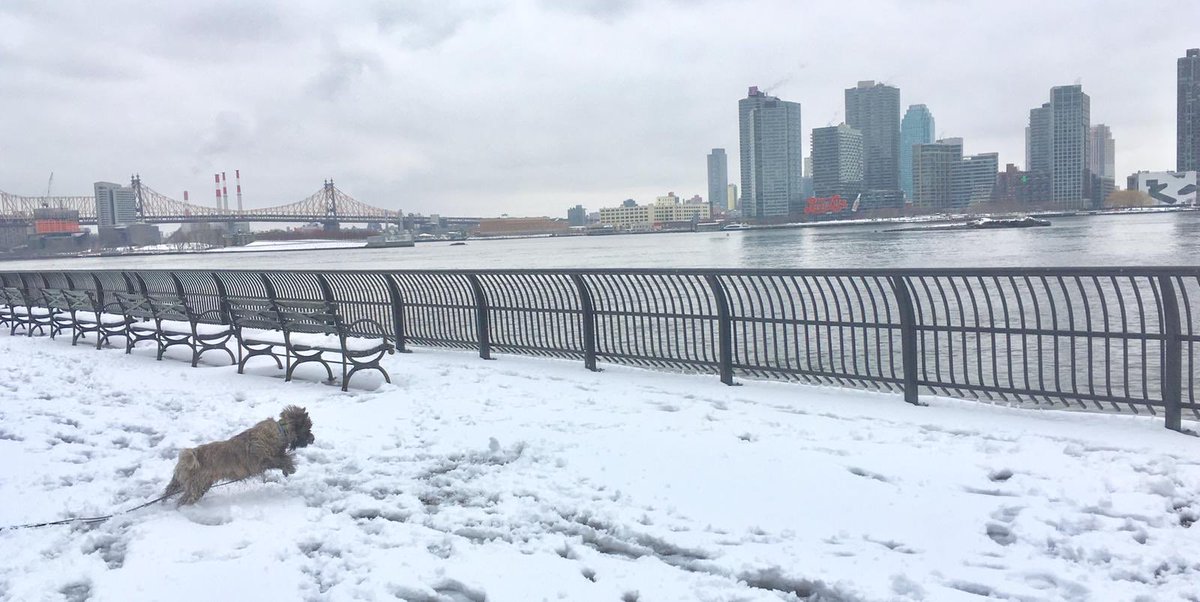 HKorteniemi's tweet photo. A word of wisdom from our Finnish #Diplodog Flora: Another day, another opportunity to do great....#snowstunts. #snowday #snowfall #finnishsnowhow #nyc https://t.co/XR2xFxWsV1