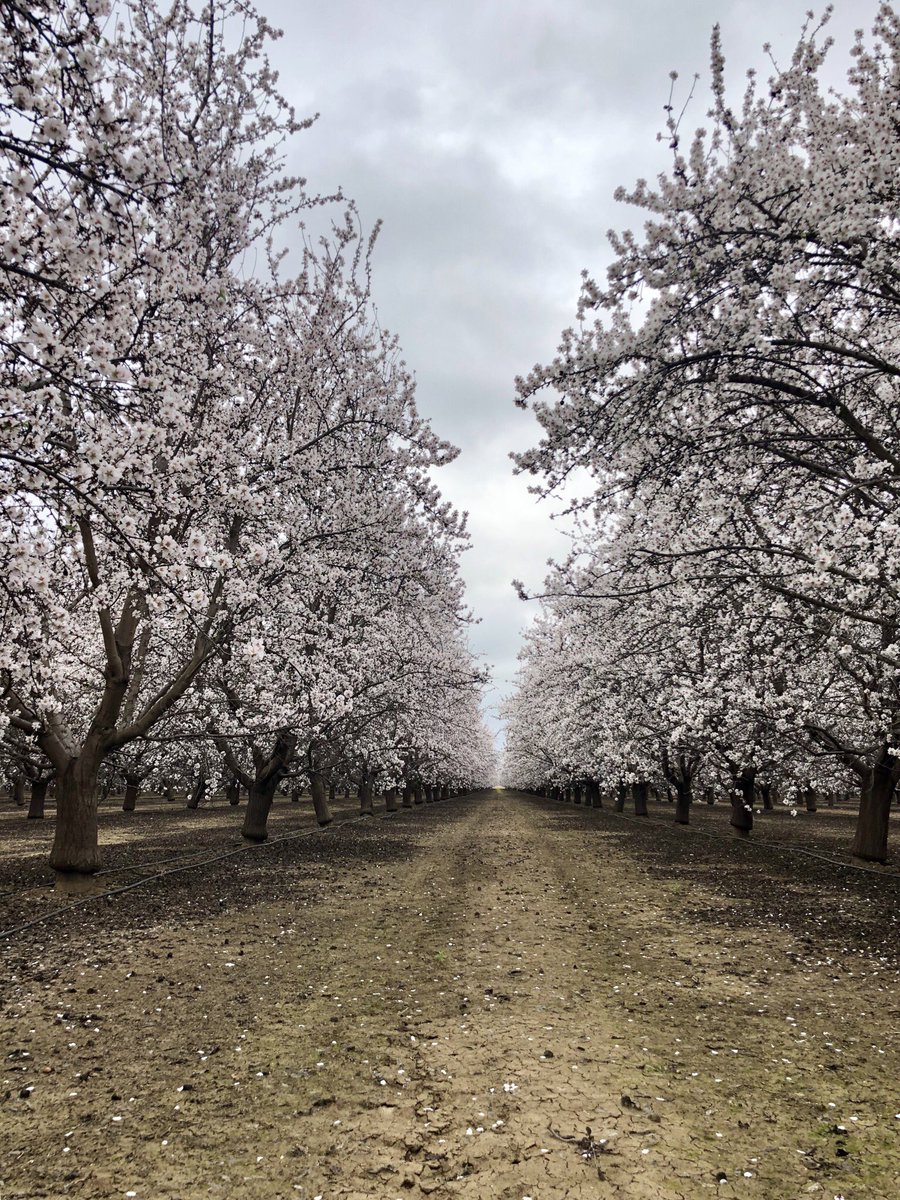 Almonds just came into full bloom this week. #almonds #almendras #bloom #California #springiscoming #nuts #centralvalley #pollination #farmscape #farms