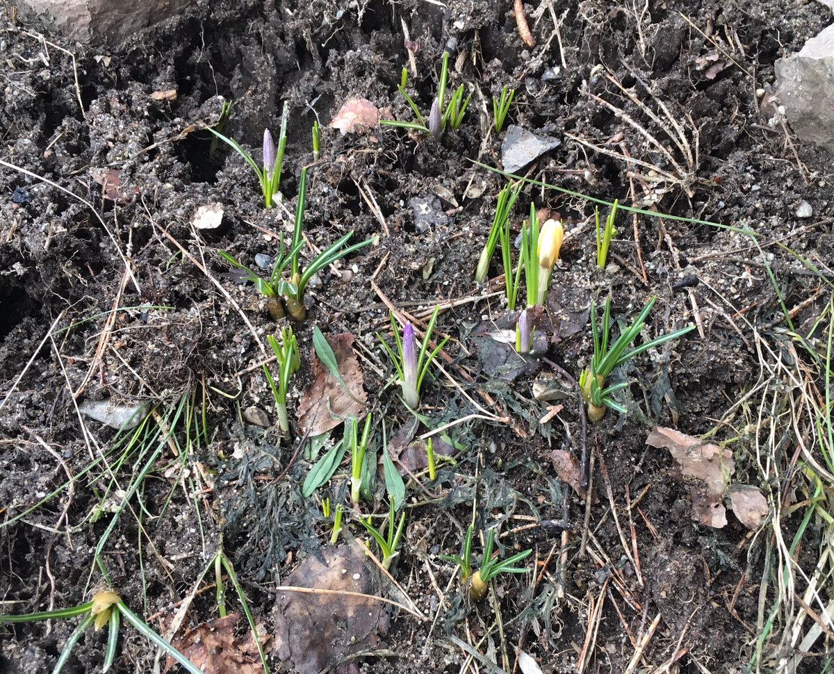 CupOfTea69's tweet image. The tiniest things are the bravest
To venture forth when cold can strike
And blight the youngest green. #Oslo #NotSpringYet