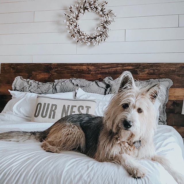 APieceOfAlyse's tweet photo. It’s been a hot minute since I posted a picture of Nellie 🐾 so I interrupt the MinneSNOWta photos on your feed with a pic of my pup in her natural habitat... needing and haircut and being a diva as always. Happy Saturday friends! 🤗 https://t.co/tHPoXrYVD5 https://t.co/JVsGkNQRPN