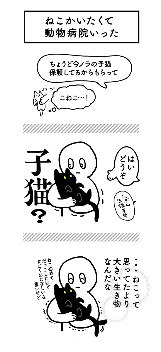 初めて猫を飼ったときの初々しい気持ちを思い出したｗｗｗ猫ってふしぎな生きものｗｗｗ
