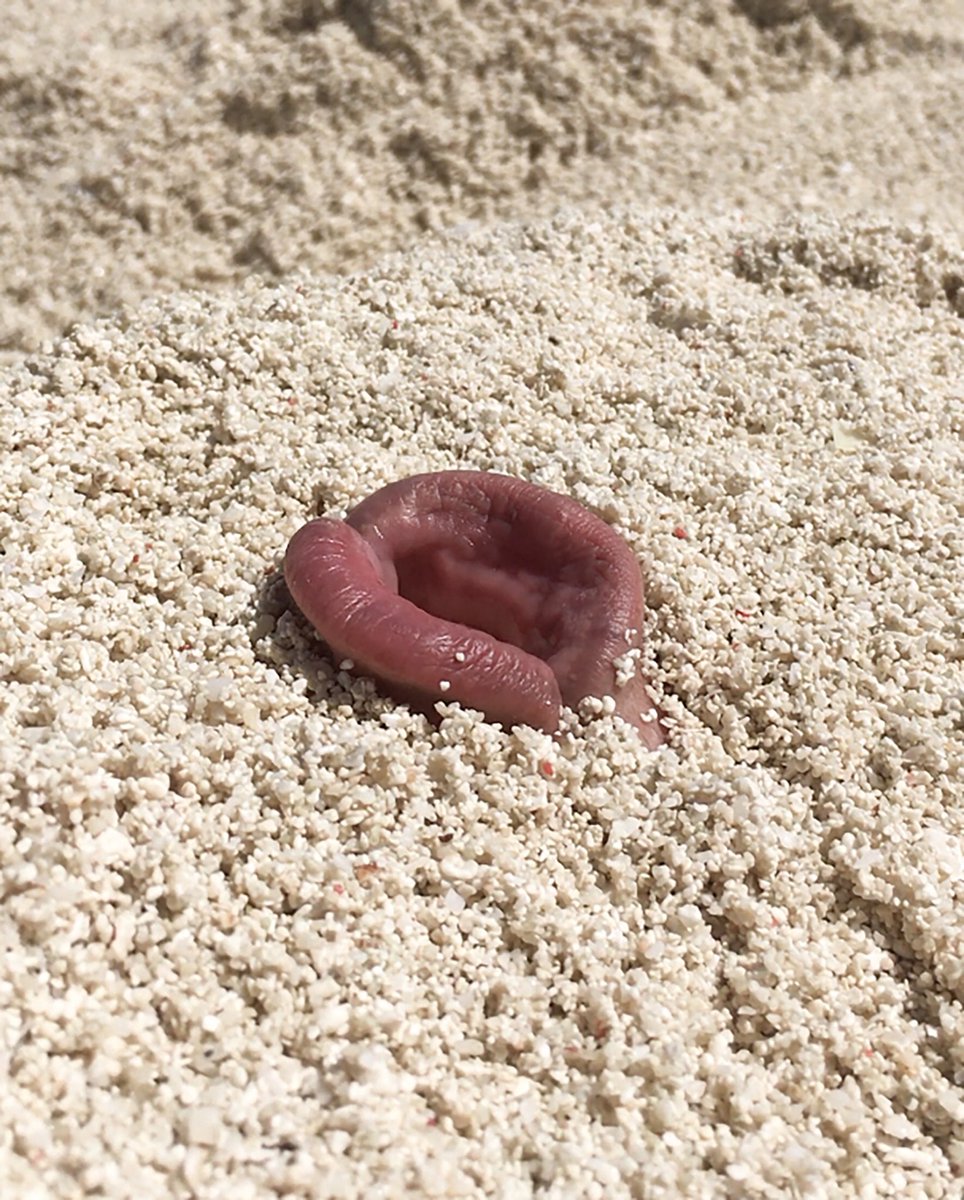 IMAGE: Expulsions, video still from Heron island, Shoufay Derz, 2018 included in the ‘Theatre of alienated land’ #Australianpavilion #triennalemilano #brokennature #Collaboration 
The project is about the Great Barrier Reef and so much more