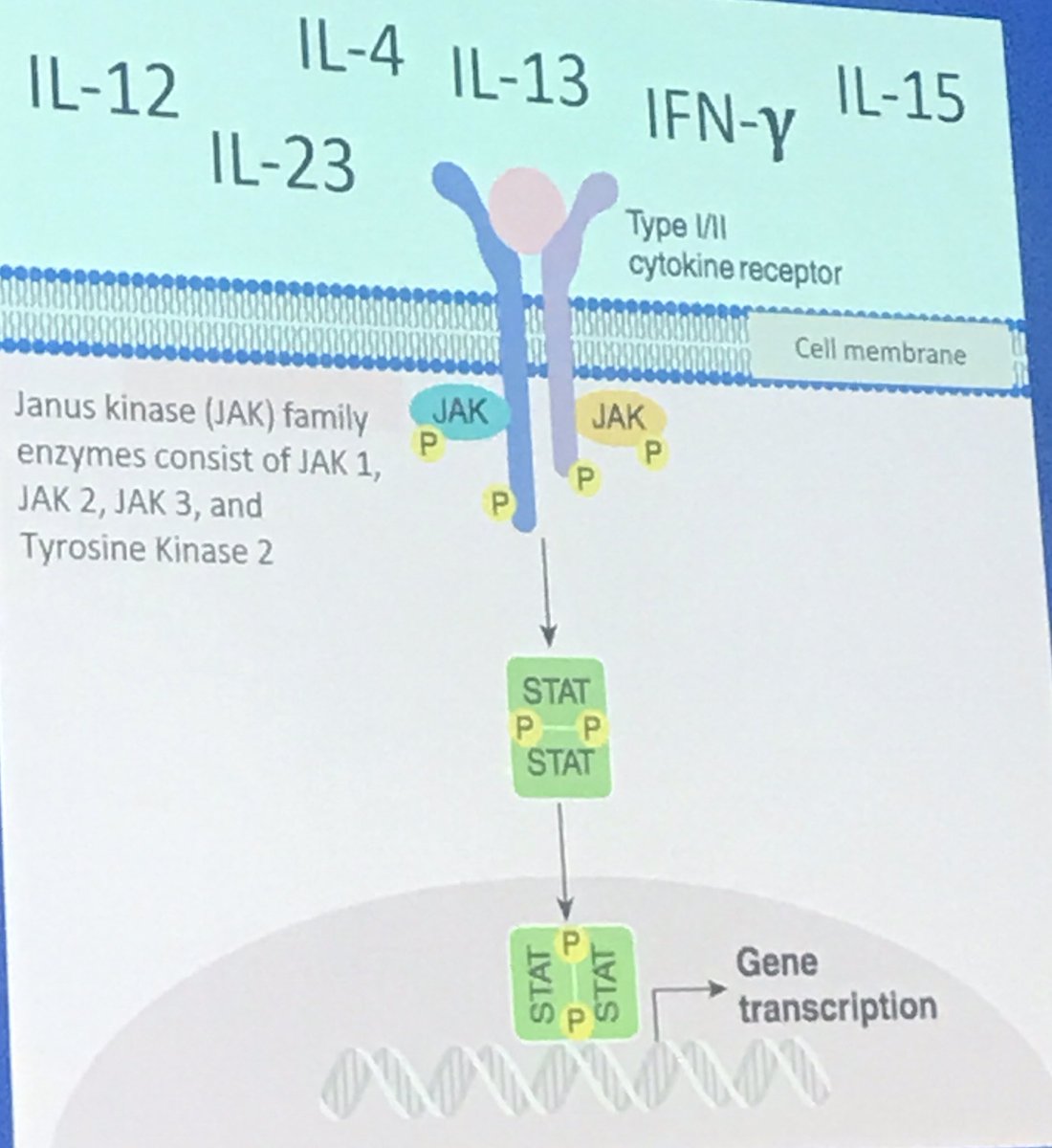 Desaze's tweet photo. JAK inhibitors are promising treatments in #dermatology. Specially for #alopecia #areata patients. New clinical trials will show how effective and safe they are. #AAD2019 #dermatología https://t.co/XEUBFHFl4a
