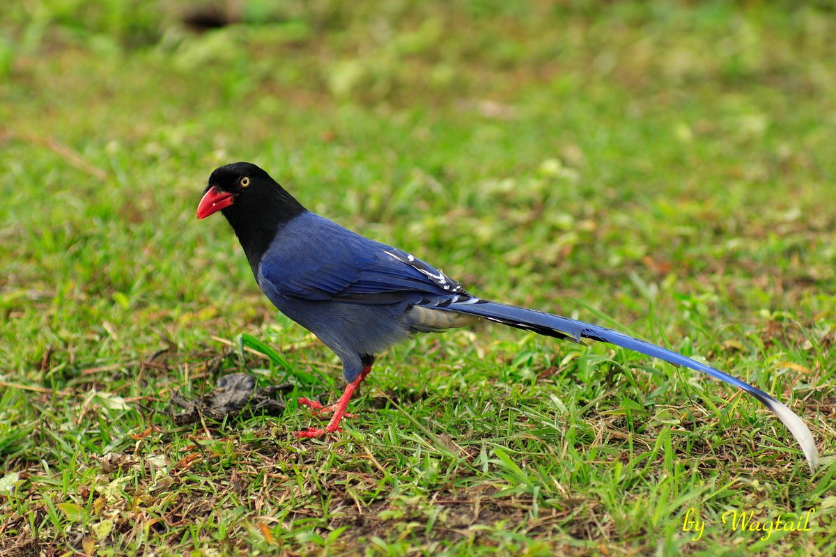 cronicasdefauna's tweet photo. ¿Creíais que las urracas sólo eran blanquinegras?. ¡Craso error!. Unos ejemplillos: 
-Urraca azul de Taiwan (Urocissa caerulea)
-Urraca azul de Ceilán (Urocissa ornata)
-Urraca verde común (Cissa chinensis) https://t.co/X6sC6tDaXz