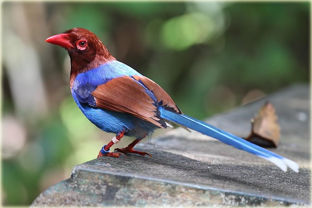cronicasdefauna's tweet photo. ¿Creíais que las urracas sólo eran blanquinegras?. ¡Craso error!. Unos ejemplillos: 
-Urraca azul de Taiwan (Urocissa caerulea)
-Urraca azul de Ceilán (Urocissa ornata)
-Urraca verde común (Cissa chinensis) https://t.co/X6sC6tDaXz