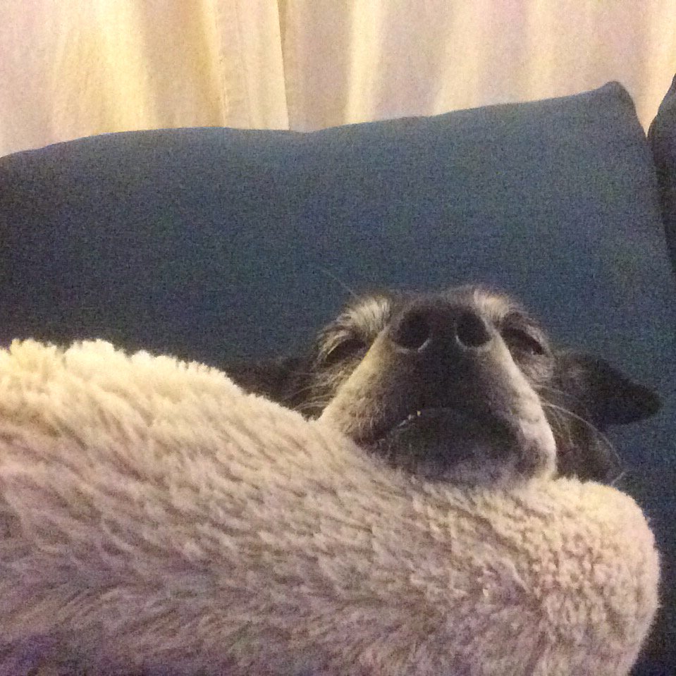 Nick enjoys a nice nap. #seniorpupsaturday