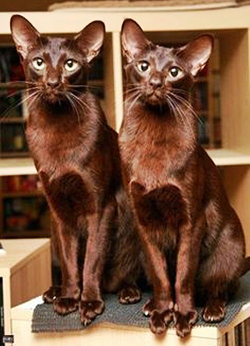 #Caturday: 
#Twins - #Cat #HavanaBrownCat