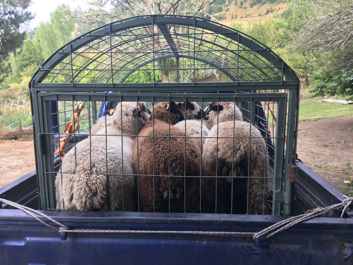 fedicalo's tweet photo. Entregado el último rebaño de borregas Kunko, a la comuna de puyehue 🇨🇱... gracias por preferir nuestra genética del Criadero ovinos Pulofche #kunko #borregas #puyehue #sanjuandelacosta #chile #ovinos #campo #agro #pulotre https://t.co/9ZFXYDbt2D