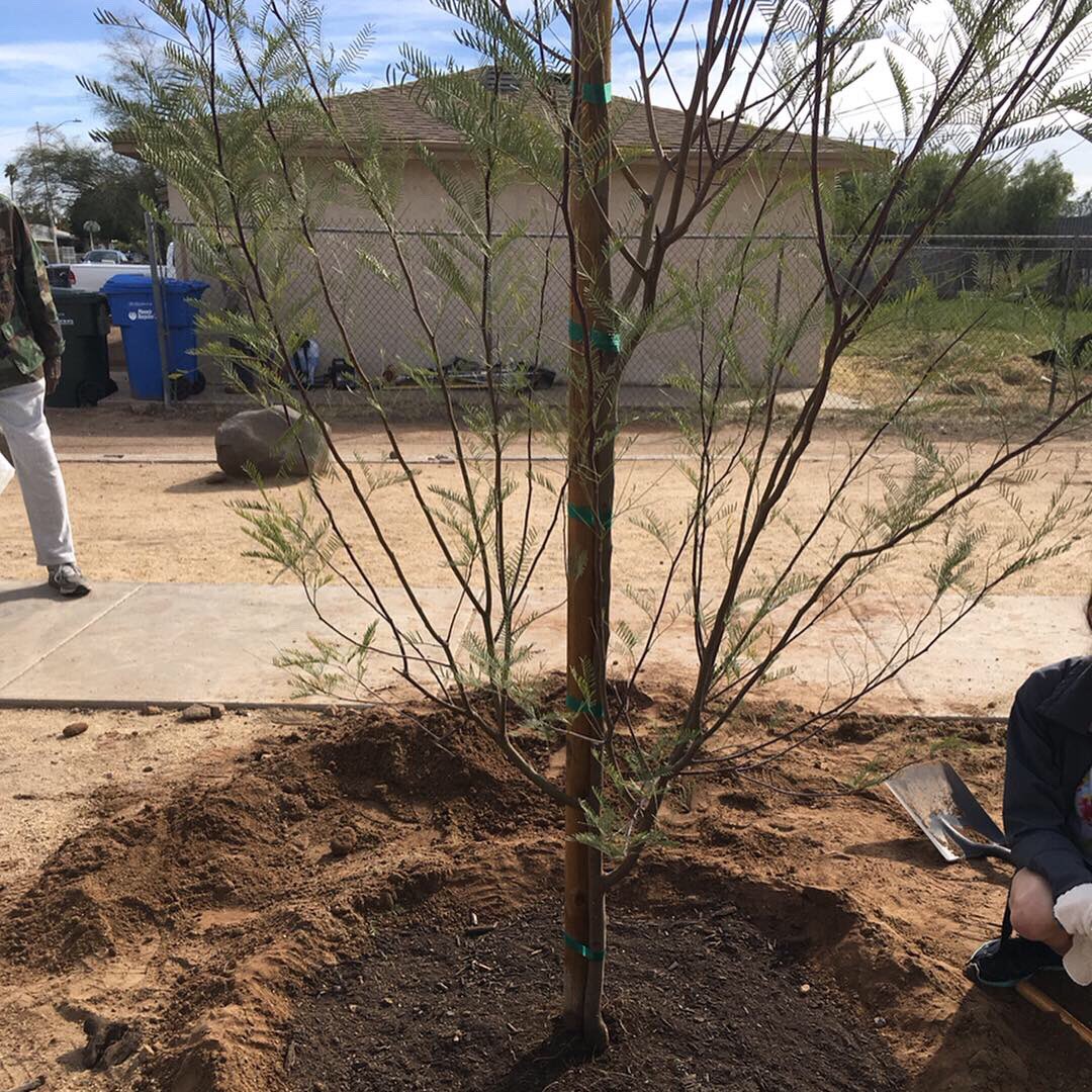 loveyrblockPHX's tweet photo. This morning 4 trees were planted and clean up were done at the Eototo Mini Park. Thank you to the many partners and volunteers! https://t.co/d9X1EkP2Sd