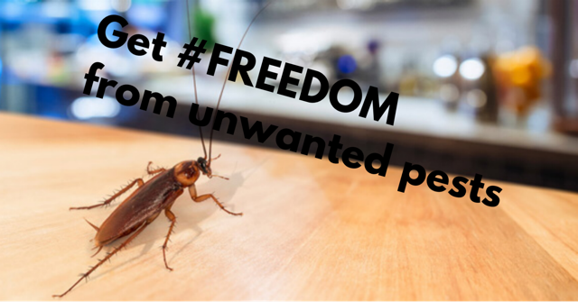 Freedom_CHS's tweet photo. FREEDOM from • #Termites •Bed Bugs •Bees •Bats •Rodents •Roaches •Ants
 • and More! #FreedomCommercialandHomeServices #Pestcontrol https://t.co/NHGxxrhTgz