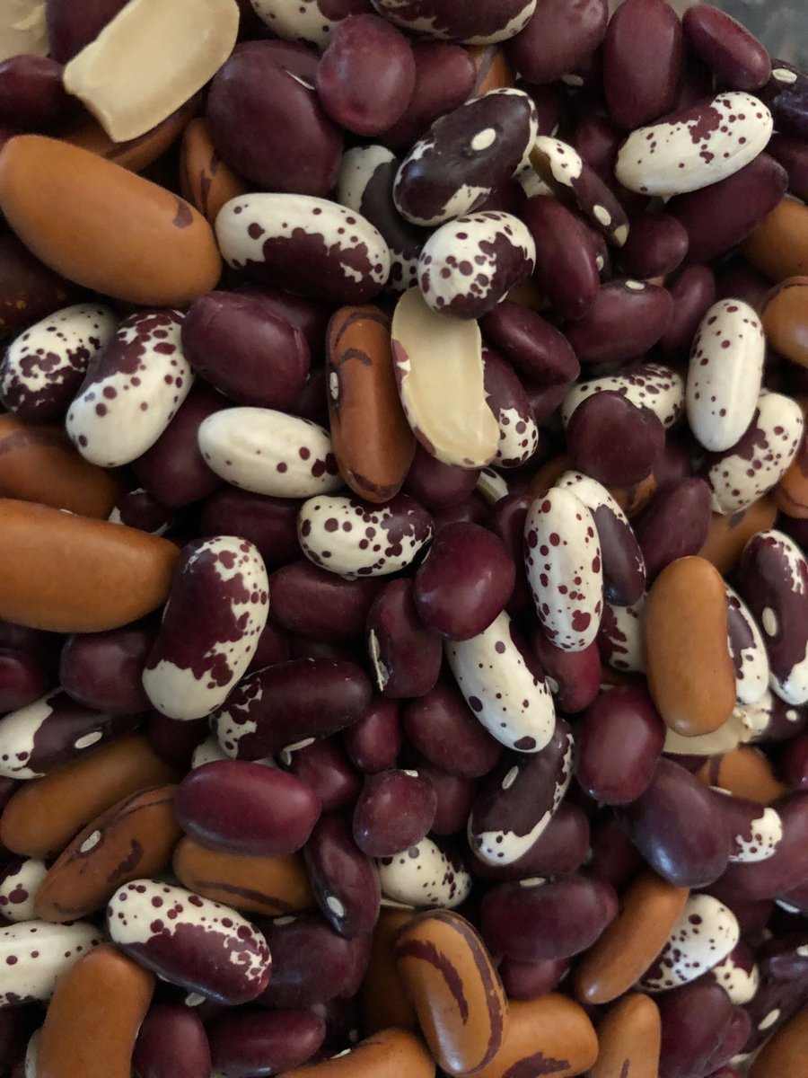KariHamerschlag's tweet photo. Beans, wonderful #beans! #Heirloom beans from ⁦@FoggyRiverFarm⁩ in the rainy Russian River Valley ⁦in #SonomaCounty gifted to me by ⁦@SlowFoodRR⁩. Tiger’s Eye, Jacob’s Cattle &amp; Hidatsa Red. ⁦@leanngreenkids⁩ https://t.co/CcK0RNdkW3