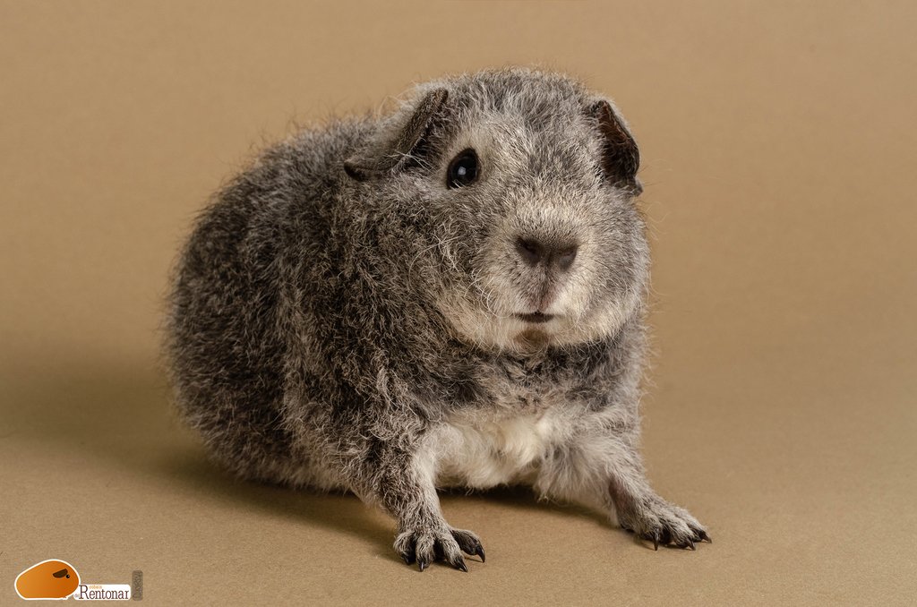 CobaisRentonar's tweet photo. DANDELION de cobais del Rentonar, el pequeño plateado de la camada del 11 de enero. Us teddy, silver agouti. Se quedará en casa.
#cobaisdelrentonar #cute #guineapig #guineapiggy #guineapiggies #guineapiglove #guineapig  #guineapigofinstagram #cavia #cavies #caviashow https://t.co/i4b96qFJOJ