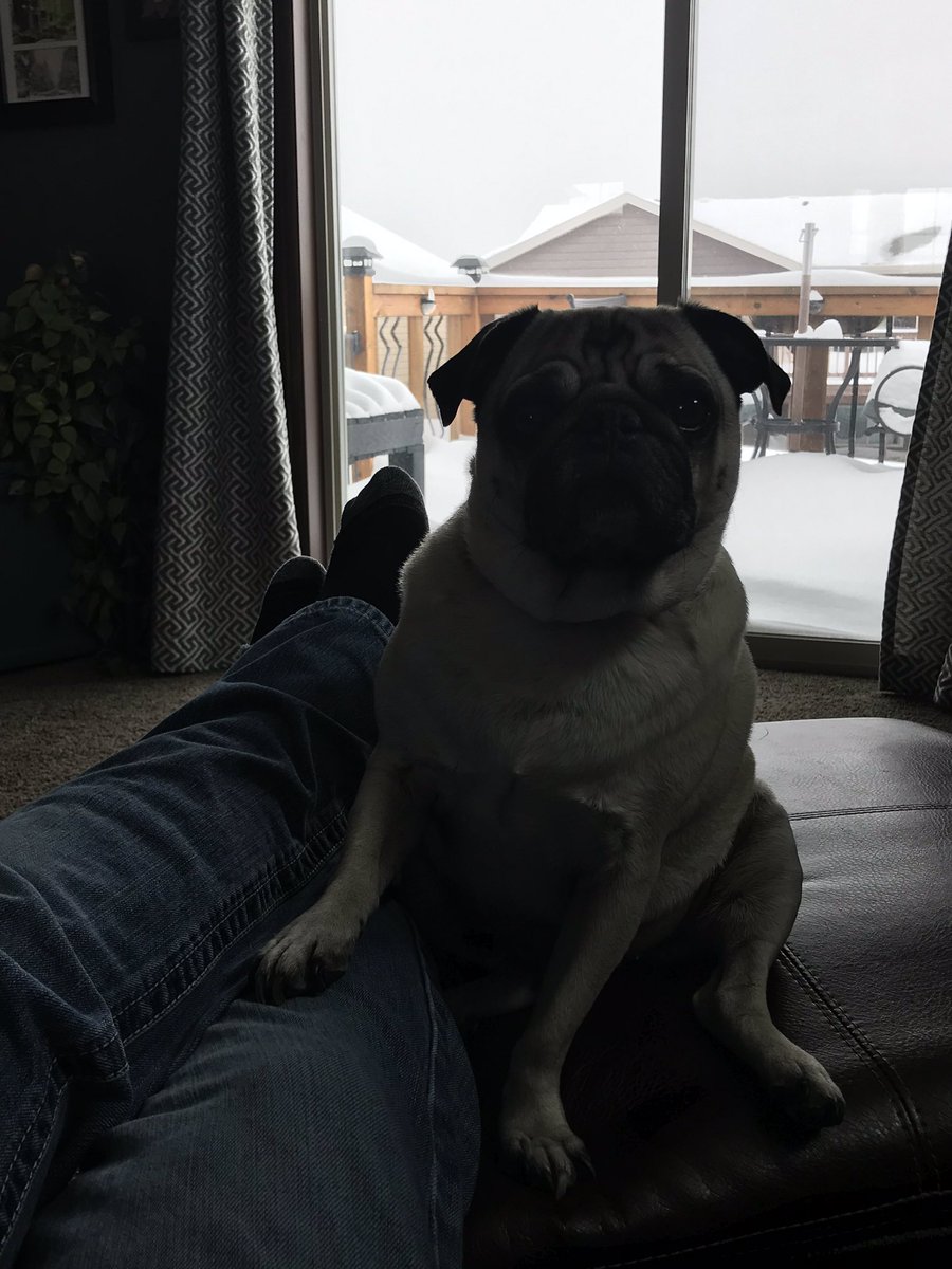 charles_pug's tweet photo. Wishing there was no snow on the ground, just want spring to be here! #winterblows #wantspringtime #stuckinside #pugs https://t.co/btfdBXmPGu