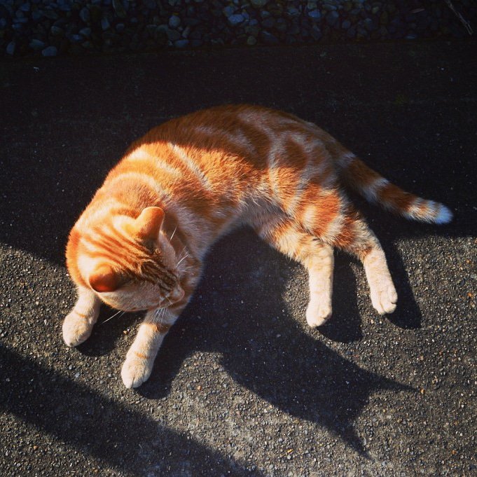 DVAPIVKA's tweet photo. @MarvelStudios @brielarson @SamuelLJackson @clarkgregg @LashanaLynch G'Day Ben! You are so lucky to work on set with ginger cats, call it the Irish luck☘: Mississippi Grind, Untogether, now Captain Marvel. How is it to you to co-work with them, do you need some extra efforts to over-talent these cutest actors by nature? Love, Katie
#BenMendelsohn https://t.co/y9spHrisqJ
