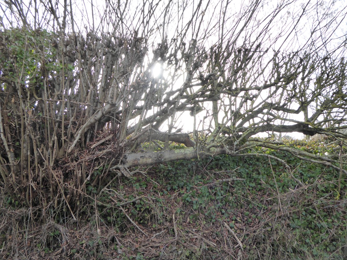 One of the things I like to see while out walking: signs of hedges having been laid (also called pleaching) many years ago: