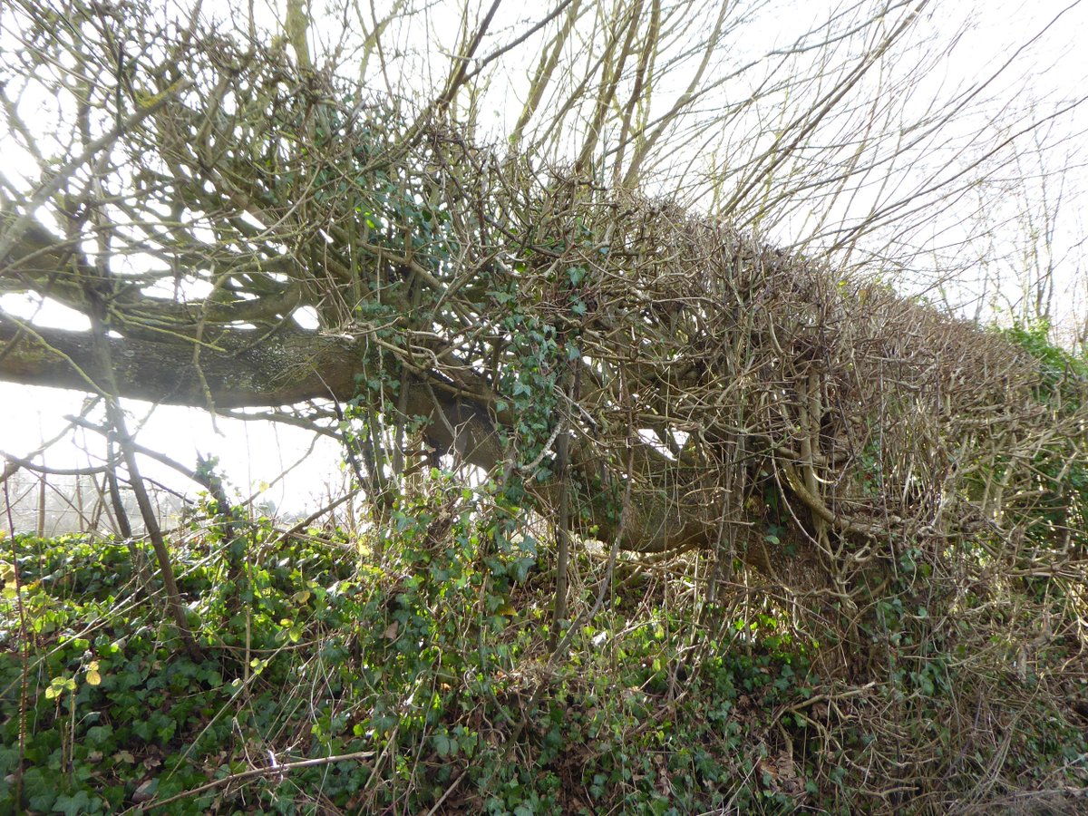 One of the things I like to see while out walking: signs of hedges having been laid (also called pleaching) many years ago: