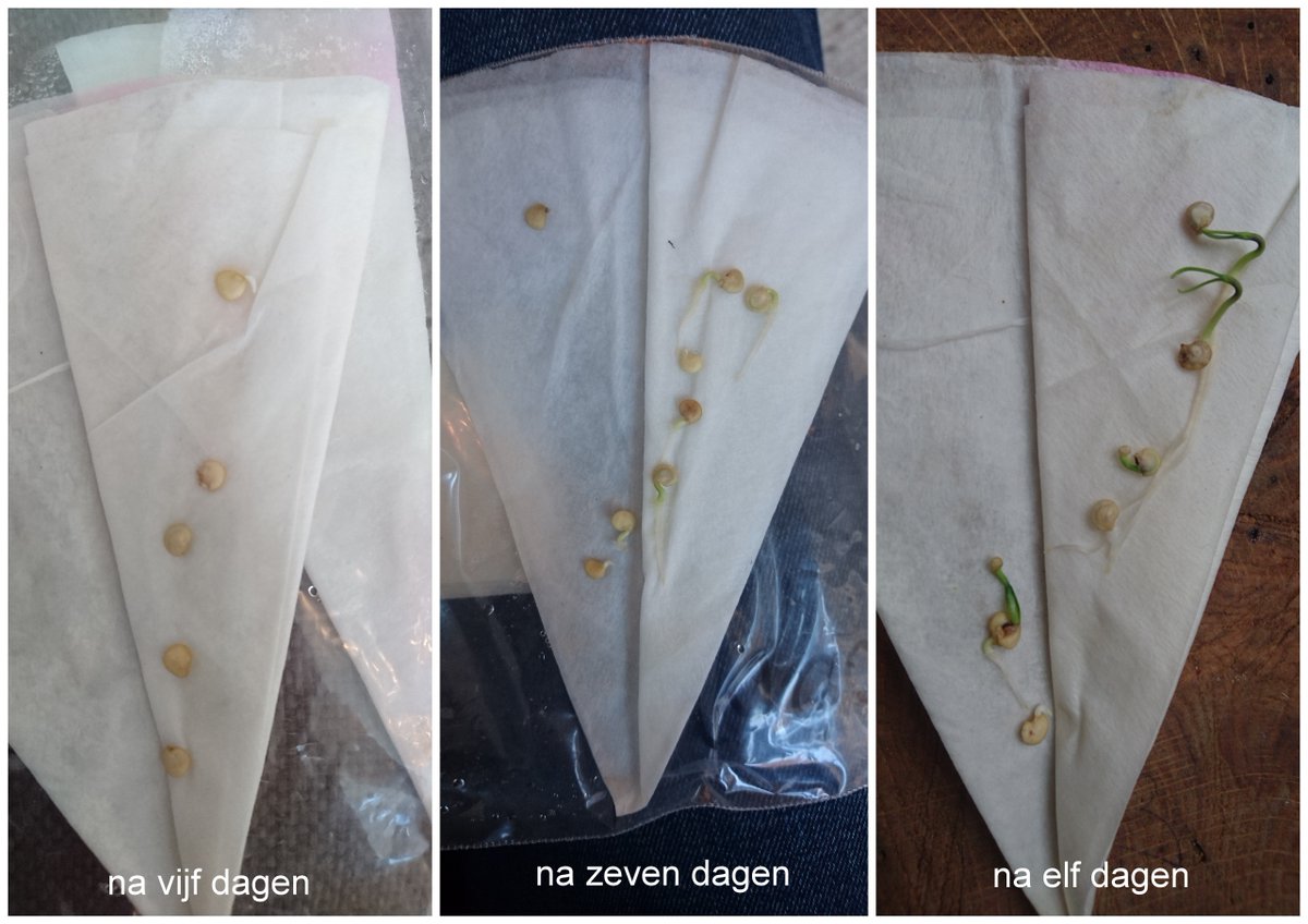 Je kunt alvast je paprika's en pepers binnen voorzaaien. Probeer eens de Deno-methode. Deze methode is vooral handig voor zaden die wat lastiger kiemen. Nog een voordeel is dat veel zaden op deze manier te laten kiemen weinig ruimte in beslag neemt: ow.ly/VtNW30nTKjU