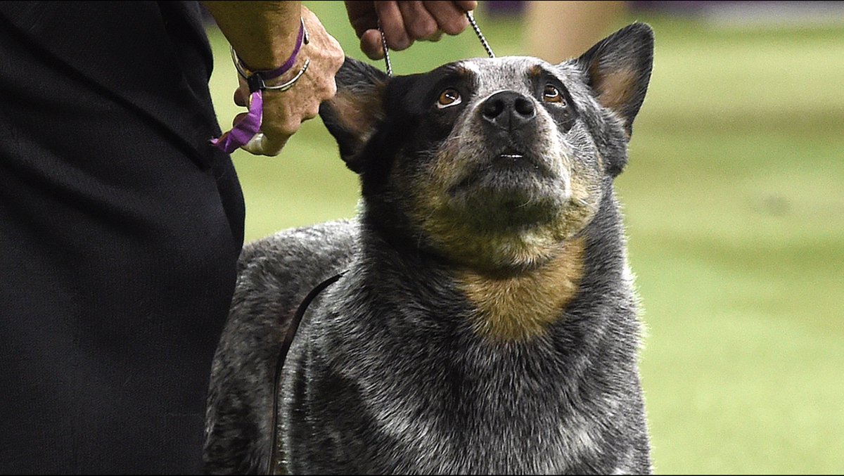 herding group westminster 2019