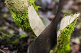 It's done by cutting into the stems/trunks of the hedge plants near the base, leaving only a thin layer of the bark and cambium - just enough that the plant can still live, and thin enough to bend the whole thing over to the horizontal.